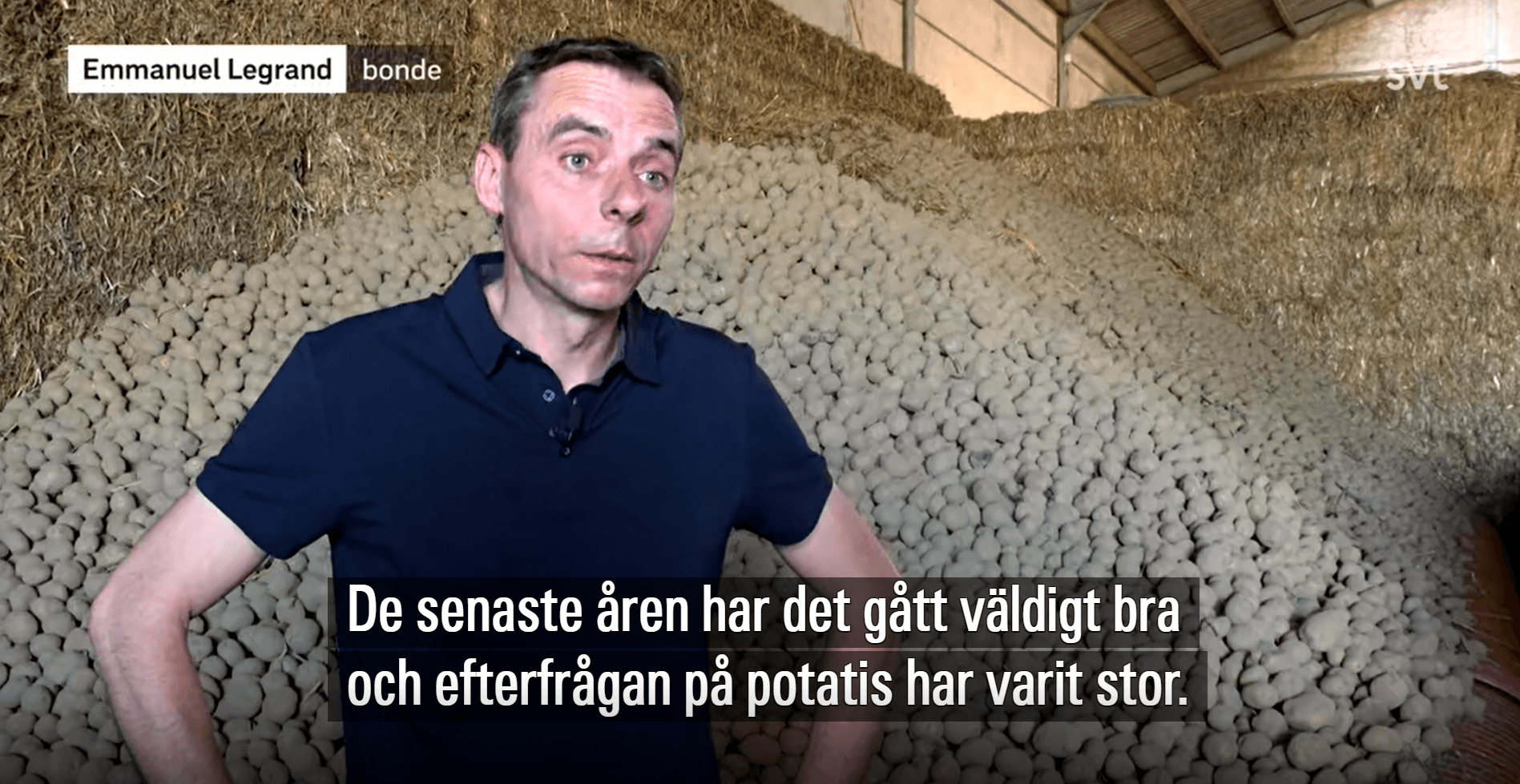Överflöd av potatis i Belgien – kostar noll kronor