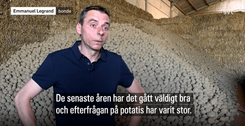 Överflöd av potatis i Belgien – kostar noll kronor